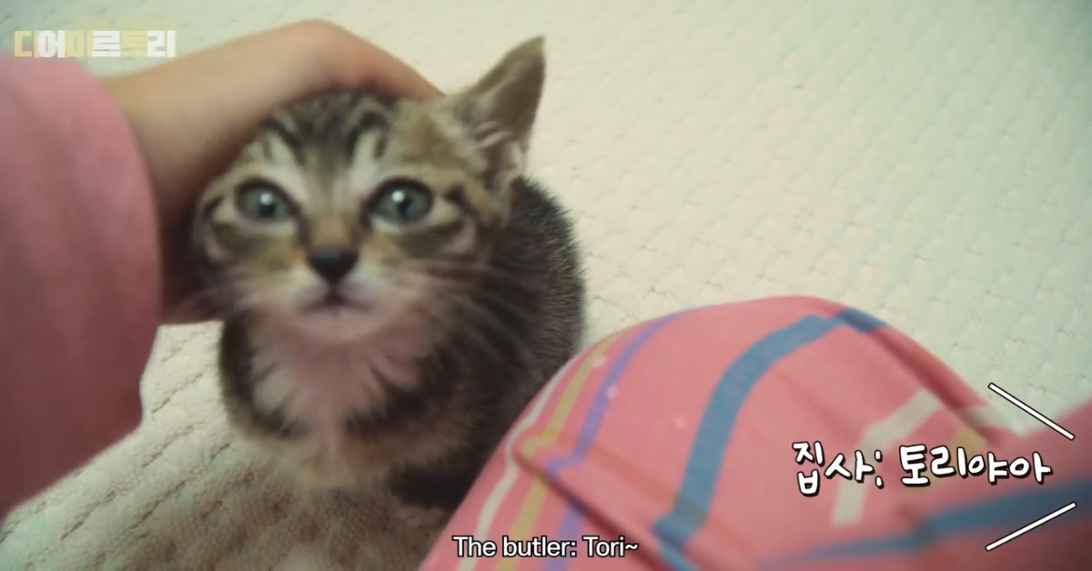 Il gattino Tori vuole parlare con la sua dolce padrona (VIDEO)