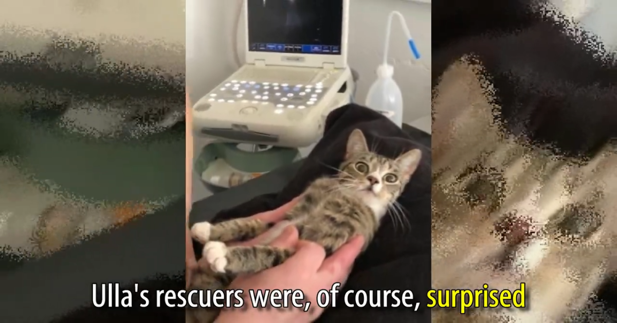Ulla la gattina è stata salvata e nasconde una dolce sorpresa (VIDEO)