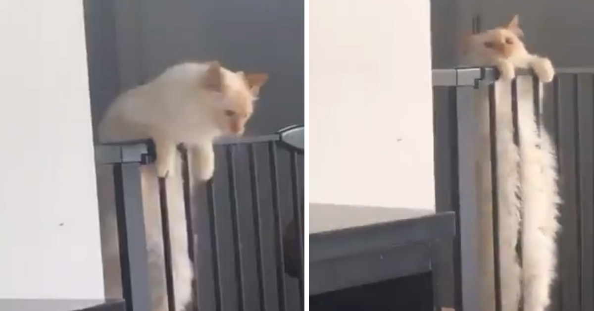 Un gattino sopravvaluta le proprie capacità di arrampicata e il video diventa virale