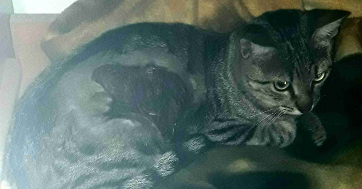 Whiskers, la gattina che dopo il dolore cerca ancora l’amore