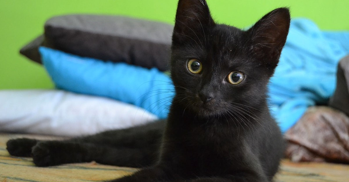 Gattino nero che osserva