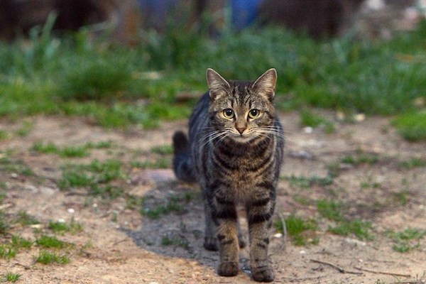 gatto in giardino