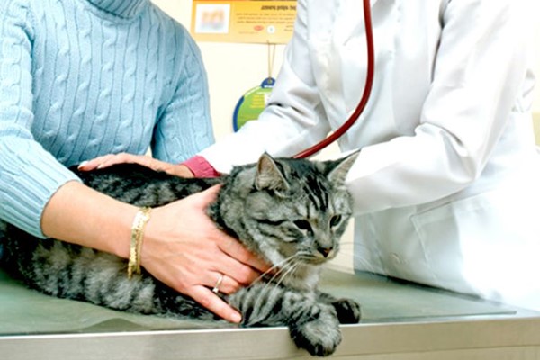 portare il gatto dal veterinario