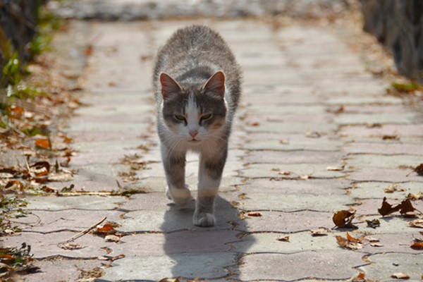 gatto che cammina per strada