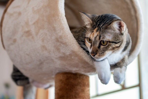 gatto sull'albero tiragraffi