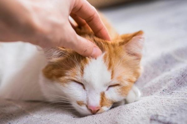 come capire se il gattino è felice