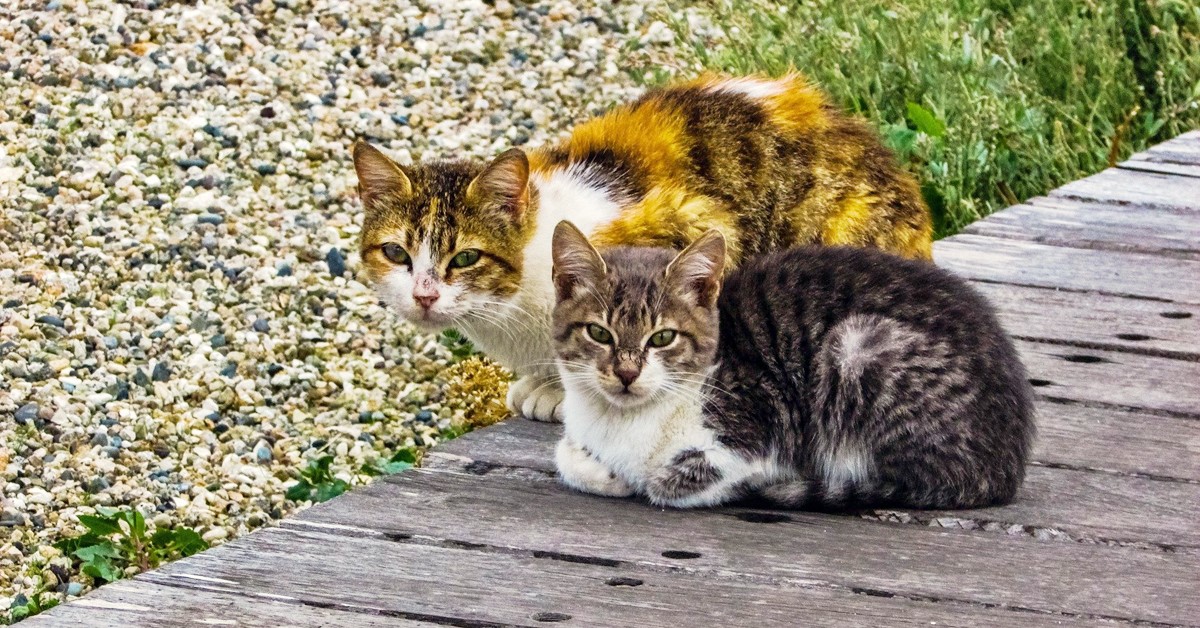 Adottare un gatto randagio adulto: tutte le attenzioni e cosa fare, passo per passo