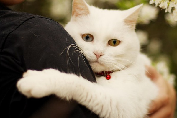 ragazzo tiene in braccio un gatto bianco