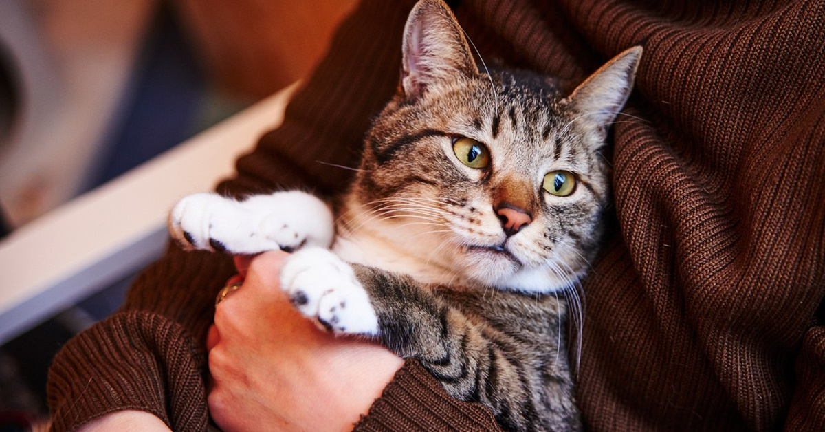 Ai gatti piacciono gli abbracci oppure è meglio evitarli? Ecco tutta la verità