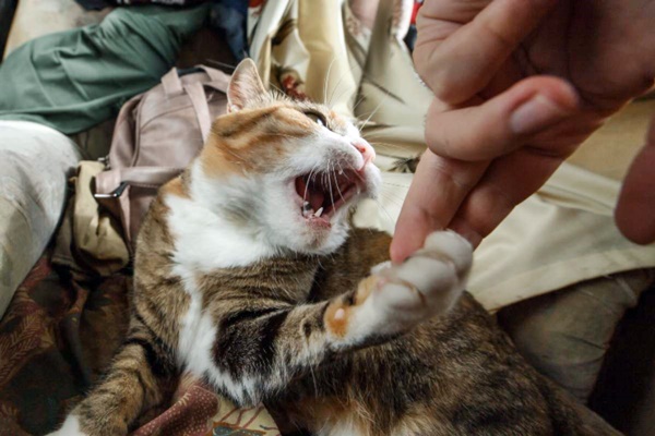 gatto che aggredisce il padrone