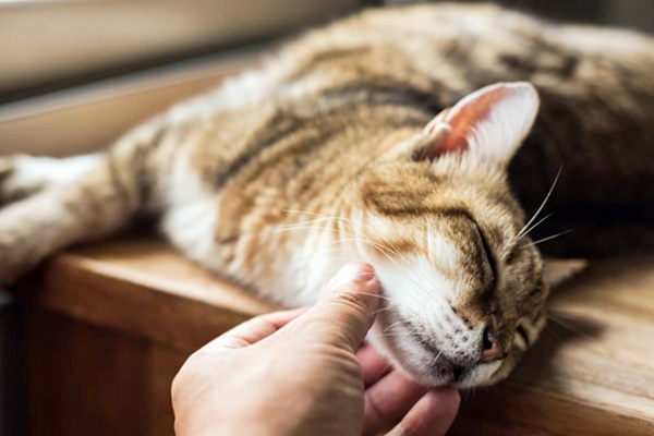 gatto adora essere accarezzato nel mento