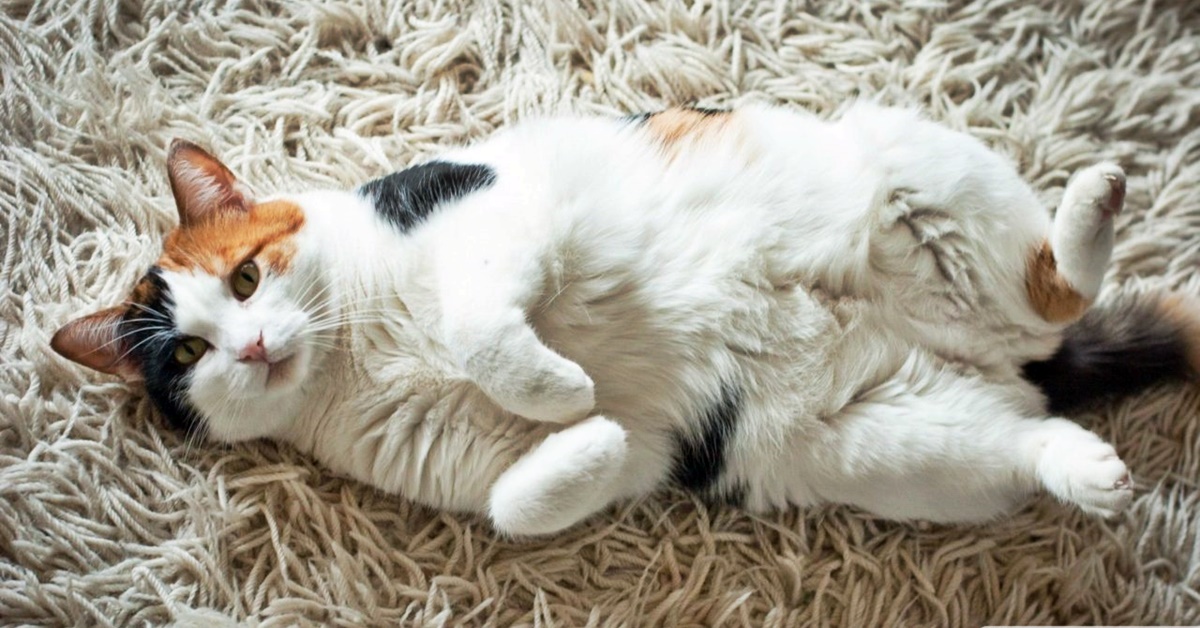 Ai gatti piacciono le carezze sulla pancia o le trovano fastidiose?
