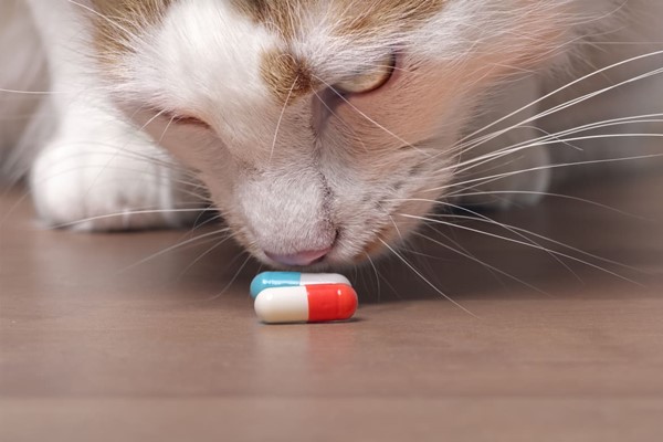 medicine per il gatto