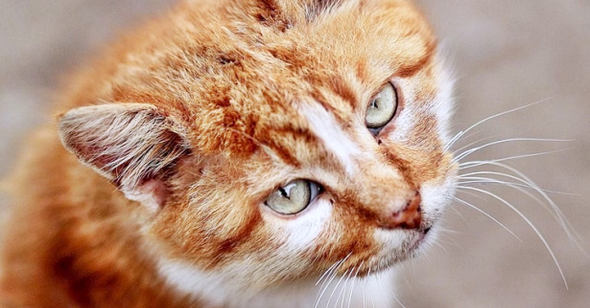Alimentazione gatto con il cancro: cosa sapere