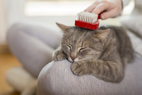 spazzola per gatto