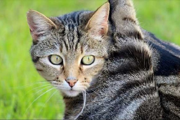 gatto in campagna