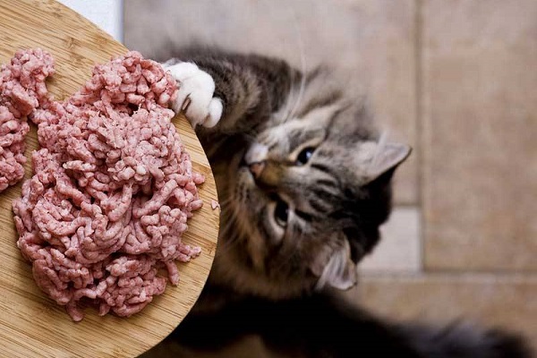 gatto cerca di raggiungere la carne macinata