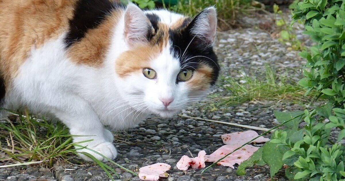 Alimentazione naturale del gatto, in cosa consiste e perché conoscerla