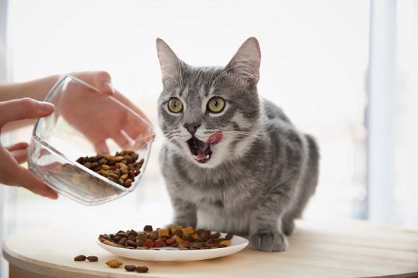 gatto che aspetta di mangiare