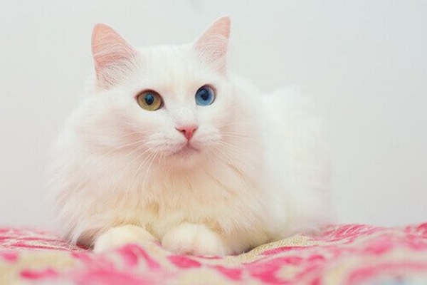 gatto d'angora salute pelo bianco