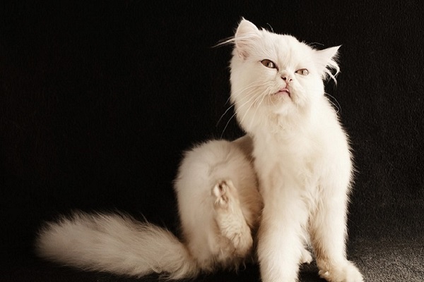 gatto bianco a pelo lungo