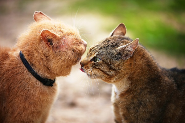 gatti che litigano