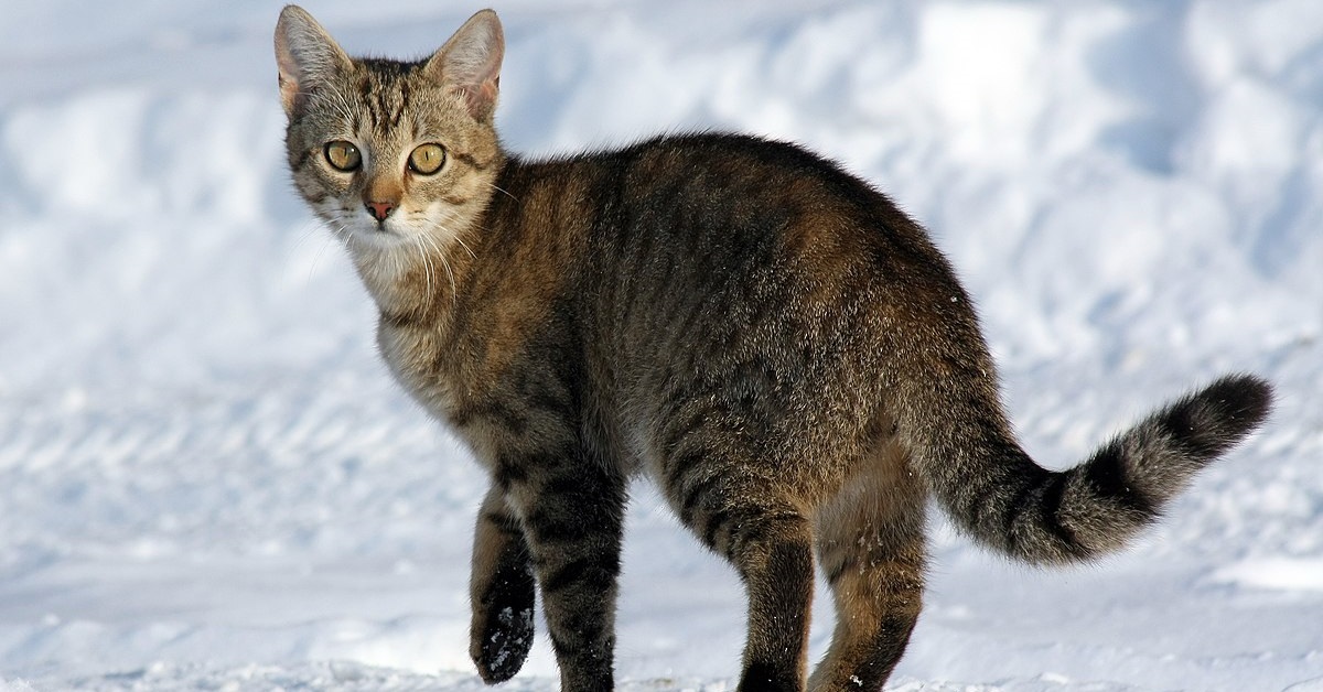 Athena, la gattina che dopo essere stata abbandonata è diventata madre (FOTO)