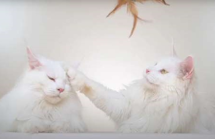 brigitte frozen gatte video popolare