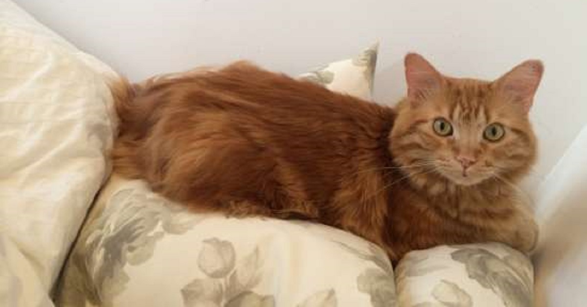Cal, il gattino ritrovato dopo 14 giorni dalla scomparsa (FOTO)