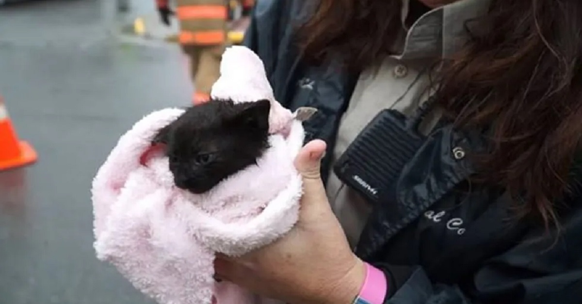 Camden, il gattino caduto in una fogna e salvato dai pompieri (VIDEO)