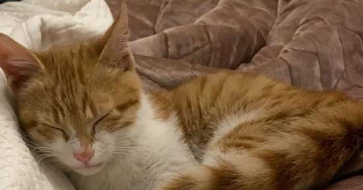 Captain, il gattino in pericolo salvato su un ponte (VIDEO)