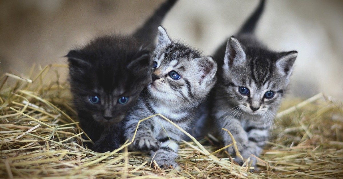 alimentazione gattini