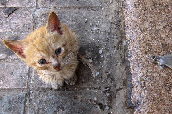 gattino arancione che ha fame