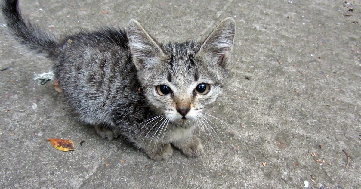 Catturare un gattino randagio: come farlo senza fargli avere paura