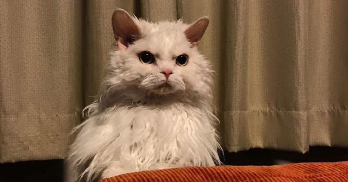 Chirico, la gatta sempre arrabbiata che spopola sul web (VIDEO)