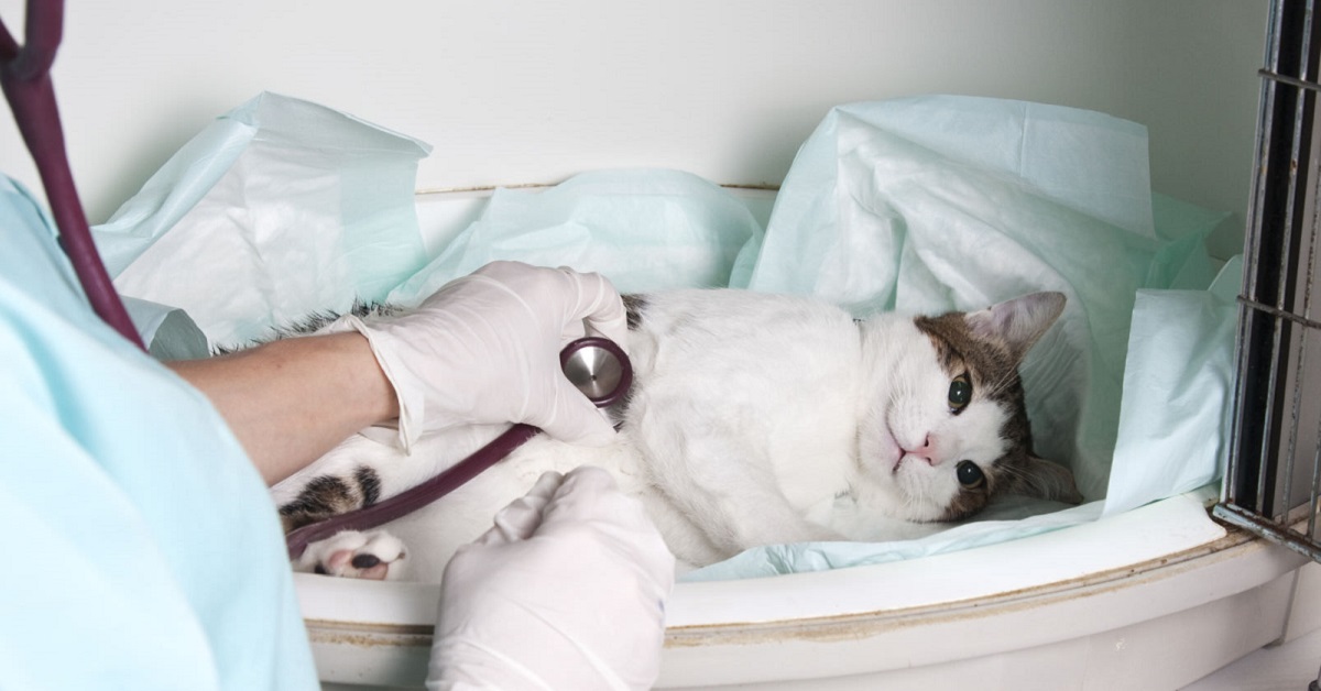 Cibi per gatti stitici: gli alimenti ideali per la motilità intestinale di Micio