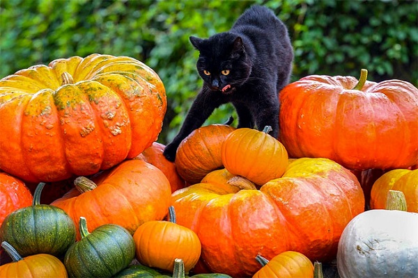 gatto nero su zucche