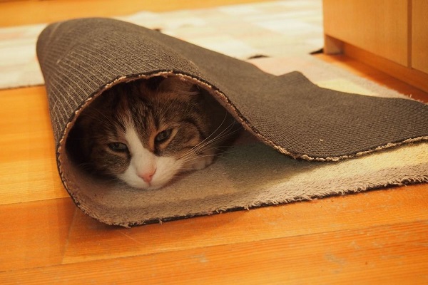 gatto sotto il tappeto