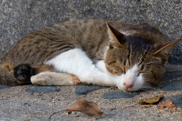 gatto randagio che dorme