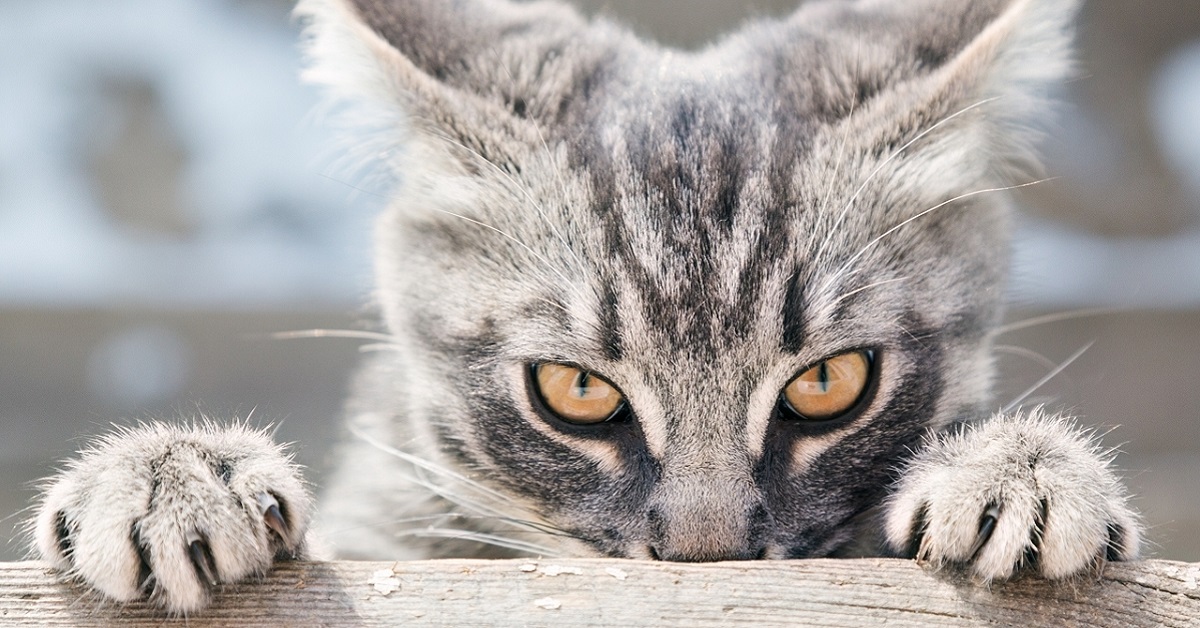 Come accudire un gatto randagio? Dall’accoglienza all’affido, cosa fare