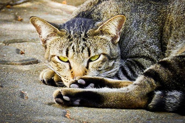 gatto tigrato che han sonno