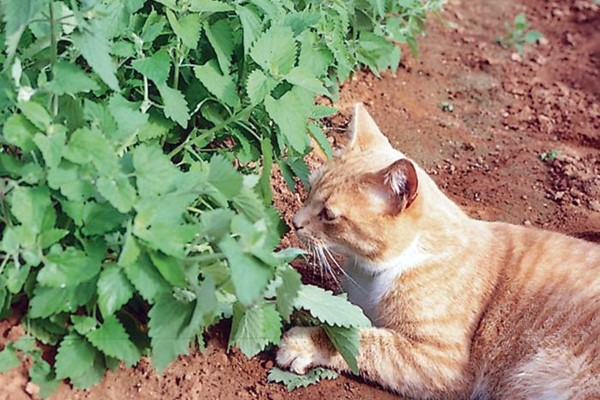 gatto che annusa una pianta