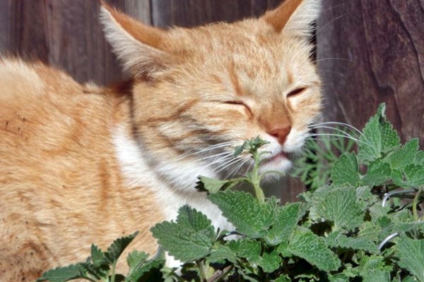 gatto rilassato in mezzo alle piante