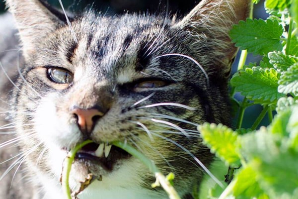 gatto con l'espressione buffa