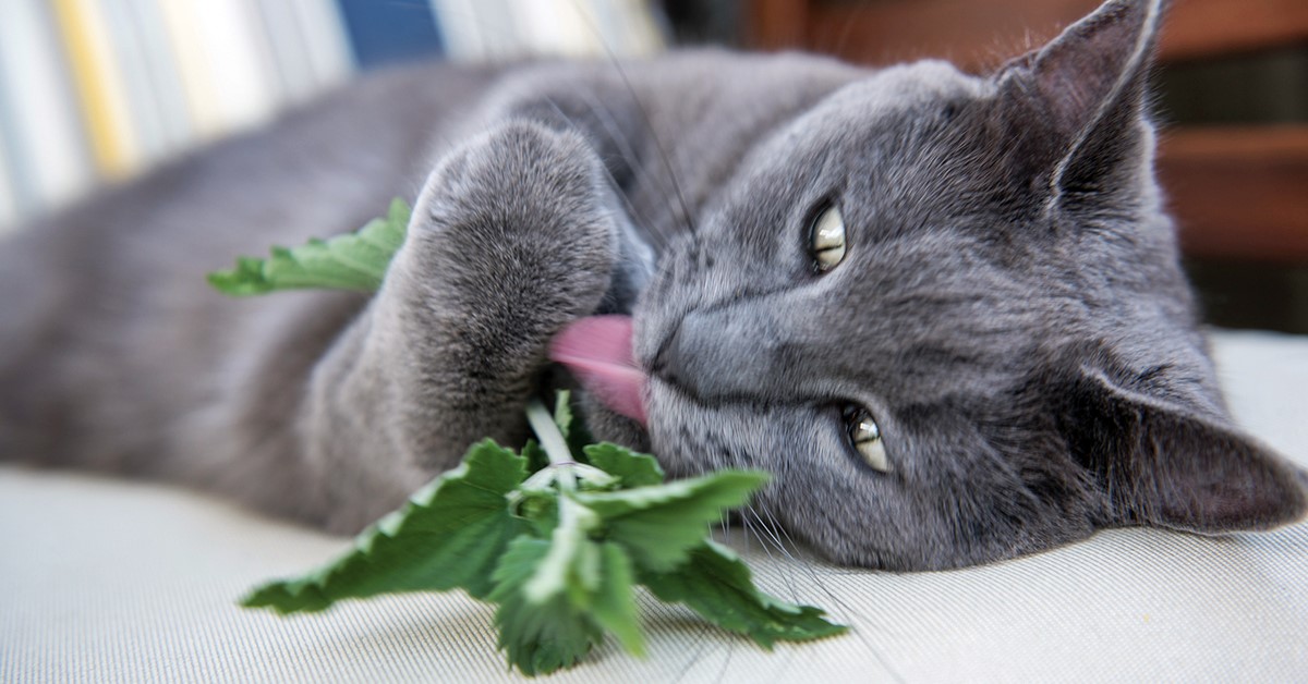 Come dare l’erba gatta al gatto? Dosi, consigli e reazioni di Micio