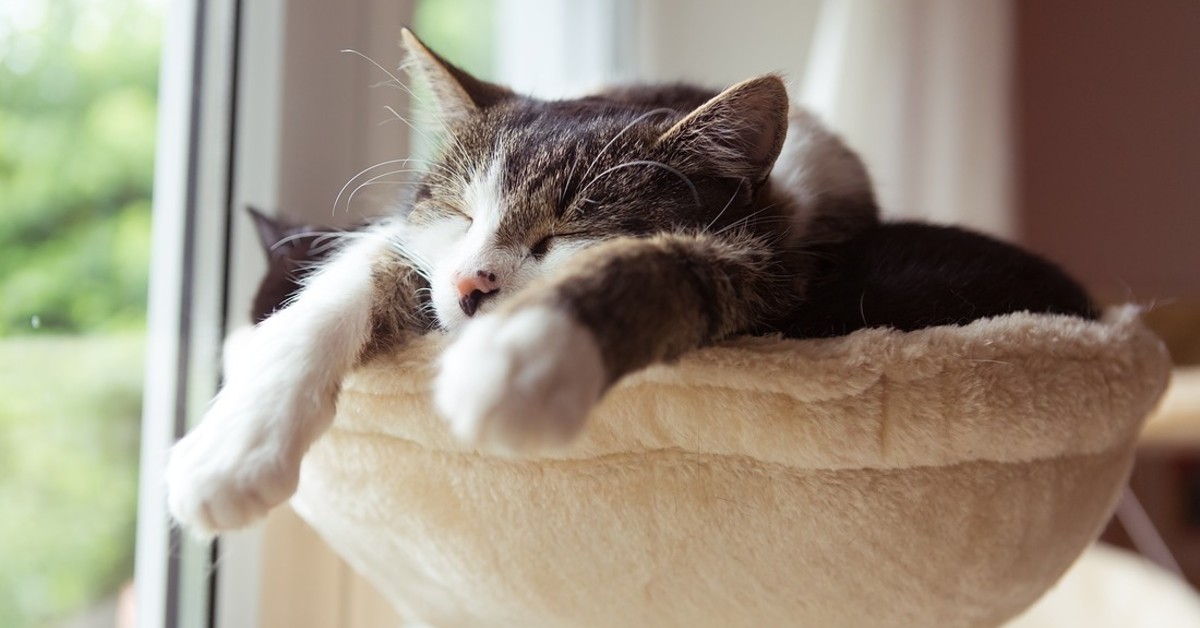 Come prendersi cura di un gatto in casa: tutti i passaggi e i consigli