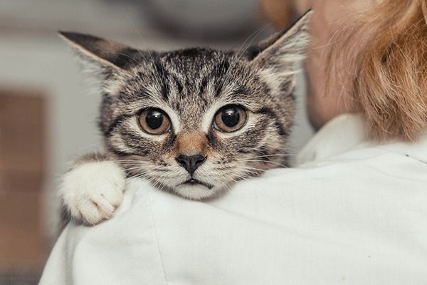 tenere il gatto in braccio