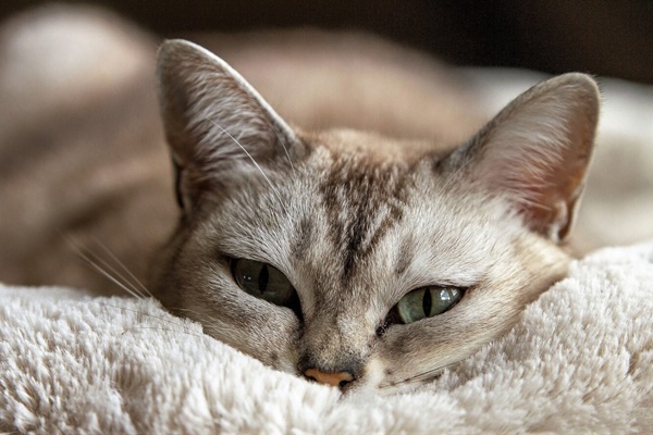 gatto che dorme sulla coperta