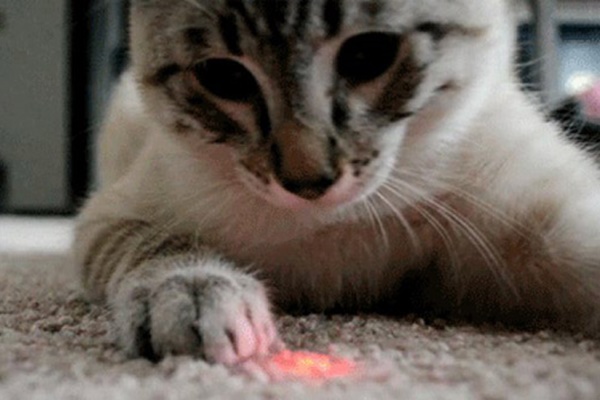 giocare con il laser