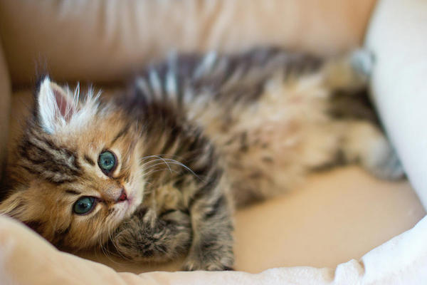 cuccioli di gatto persiano